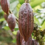 Así se seleccionan las muestras de cacao para el Premio Internacional a la Excelencia del Cacao 2023.